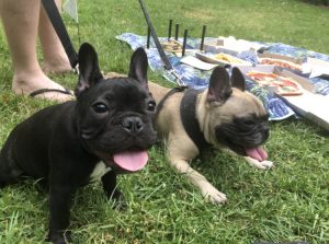 Small Print Pizza Bar - pups in the park